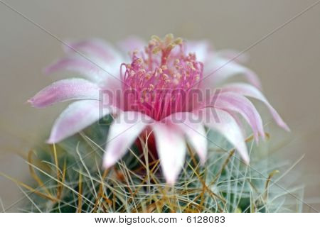 flor