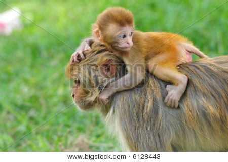 Bébé singe de macaque rhésus à Katmandou
