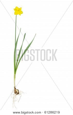 Daffodil Plant On White