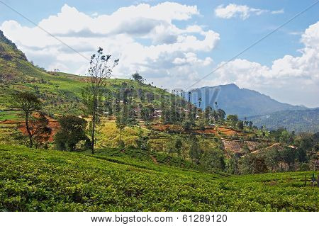 Tea Plantation Landscape In Sri Lanka