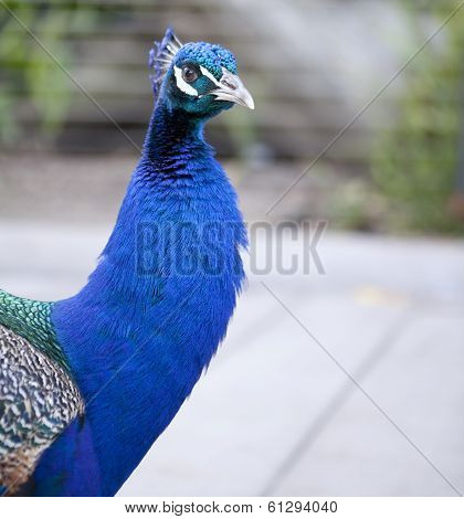 Beautiful Pavlin. San Diego Zoo