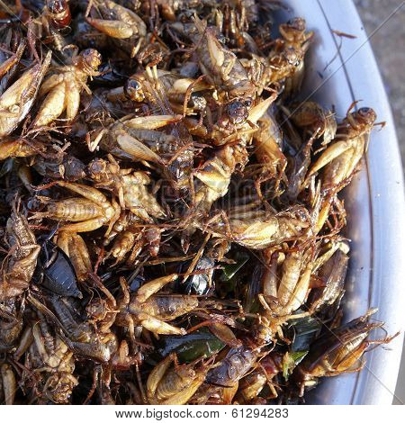 Fried Grasshopper