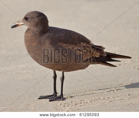 Heermanns Gull