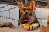 erfassten Hund