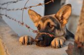 erfassten Hund