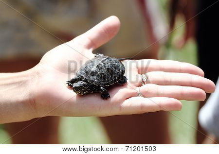 turtle on hand