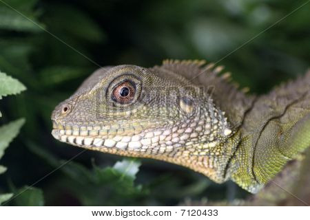 Zümrüt Iguana