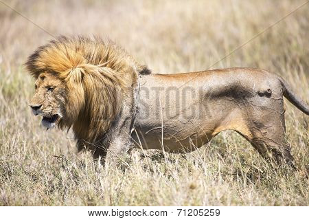 Large wild male lion in Serengeti