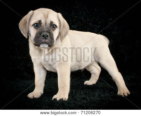 Beabull Puppy