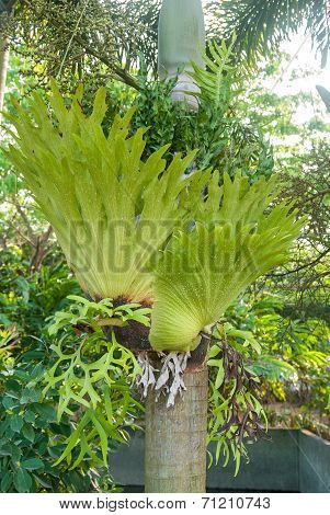 Platycerium Perched