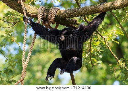 Chimpanzee In Arnhem Zoo