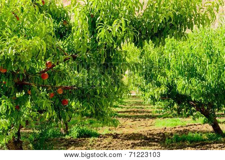 Fresh Peaches Ripening On The Orchard Tree