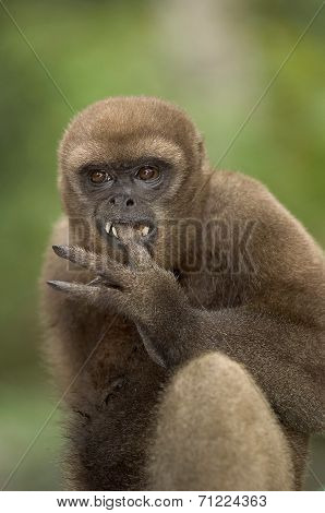 Woolly Monkey