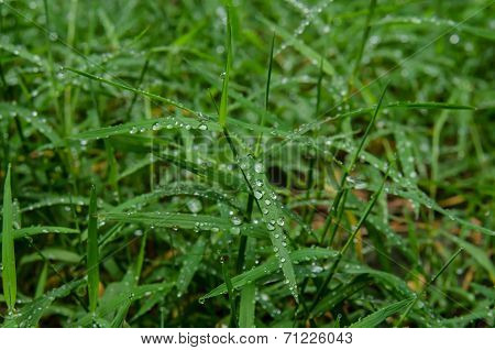 Dew Of Blades Of Grass