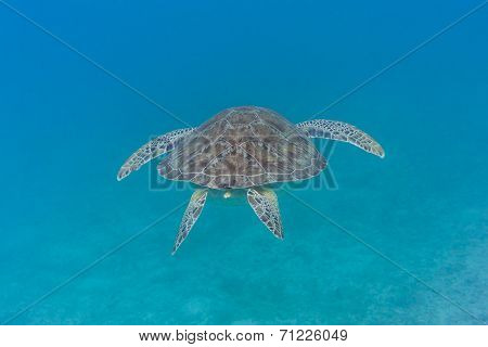 Green Turtle Swims Away