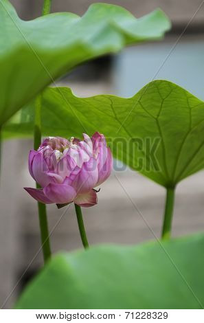 Lotus