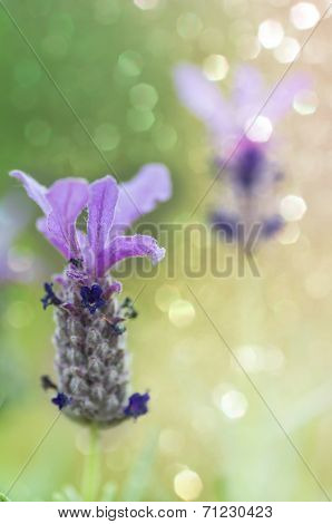Beautiful purple lavender in lavender plantations