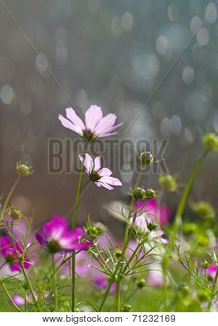 Cosmos Flower