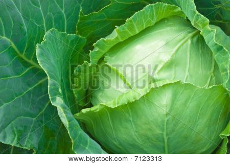 Cabbage