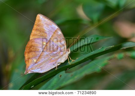 Brown Butterfly