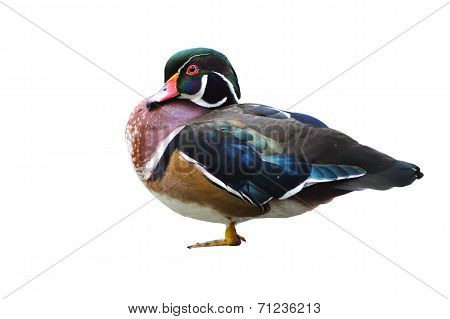 Female Mandarin Duck