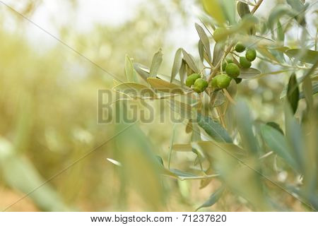 Olive trees garden, mediterranean olive field ready for harvest. 
