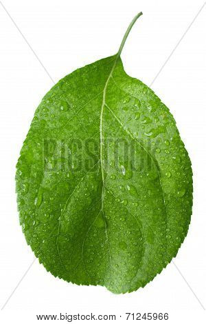 little green leaf isolate on white background