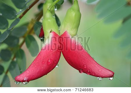 A Pair Of Beautiful Red Agasta After Raining