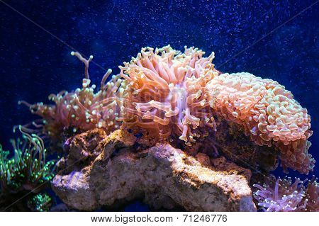 Coral reef. Selective focus