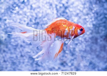 Goldfish on a background of air bubbles