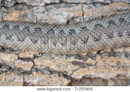 Viper snake, Vipera latastei