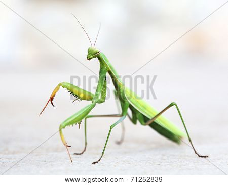 majestic mantis on light background.