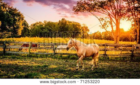 Beautiful palomino horse running across the pasture at sunset