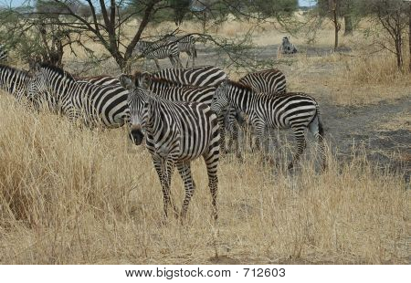 Zebra Herd