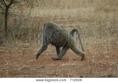 Macaco na Tanzânia
