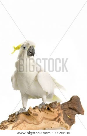 Белый какаду / cacatua галерита