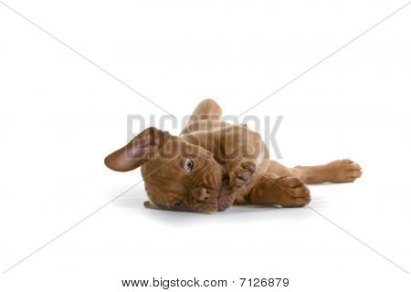 Fransk Mastiff hunde / Bordeaux hund hvalp