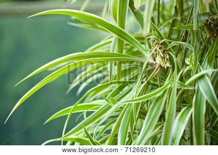 Chlorophytum, comosum, Variegatum, green leaf with roots