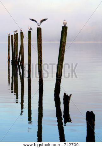 Ptáci