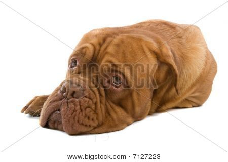 français chien mastiff