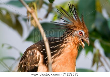Hoatzin