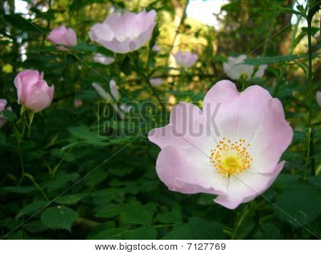 Dogrose/brier/