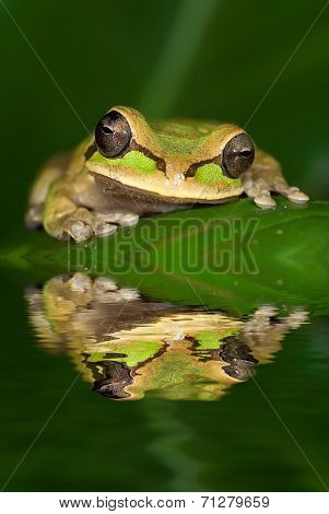 Frog
