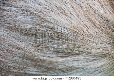 Goat Hair
