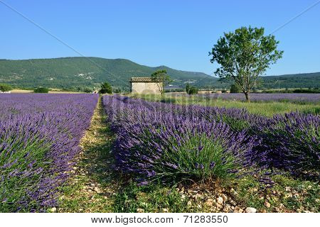 Lavender Field