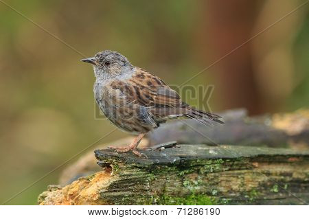 Hedge Sparrow or Dunnock
