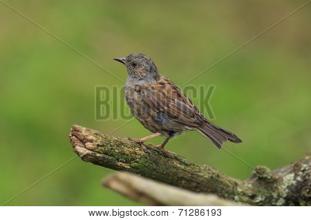 Hedge Sparrow or Dunnock