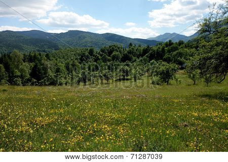 The meadow of the fairies