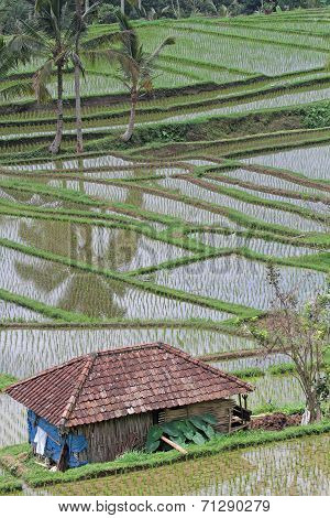 Jatiluwih Ricefields, A World Heritage Site In Bali