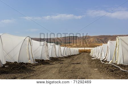 Greenhouse Cultivation